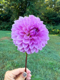 Bloomquist Grandiose