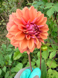 Lileah Caramel Rose Dahlia Tuber 🇦🇺