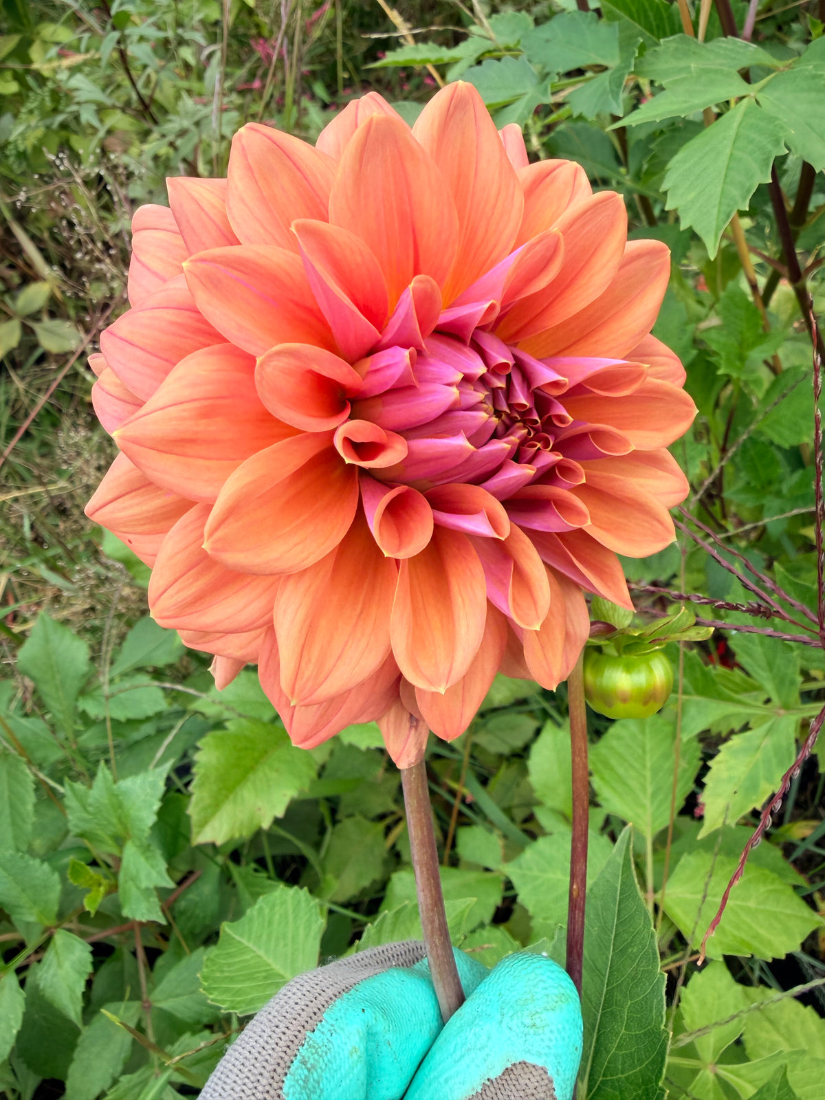 Lileah Caramel Rose Dahlia Tuber 🇦🇺