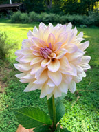 DL's The Special Dahlia Tuber