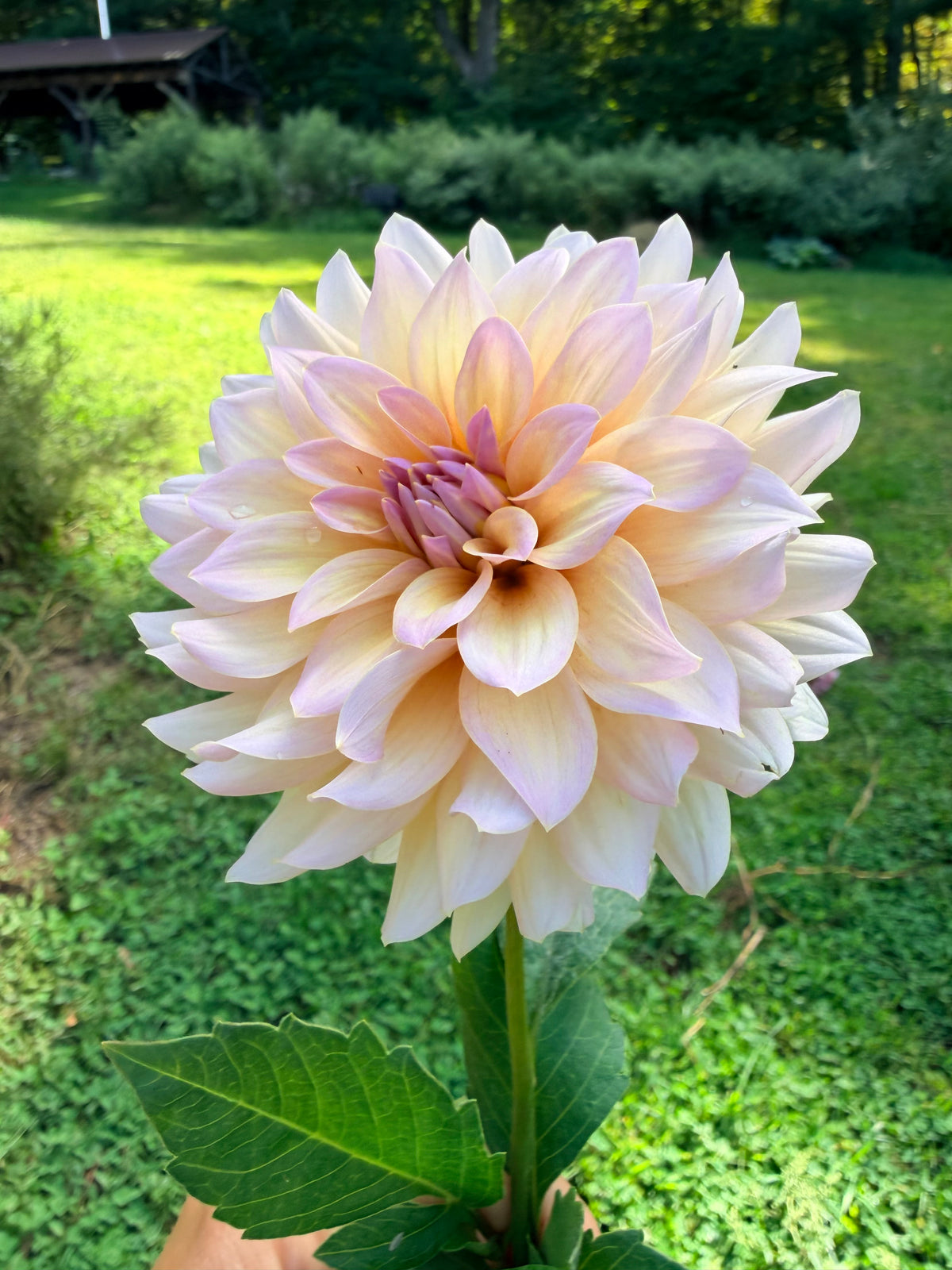 DL's The Special Dahlia Tuber