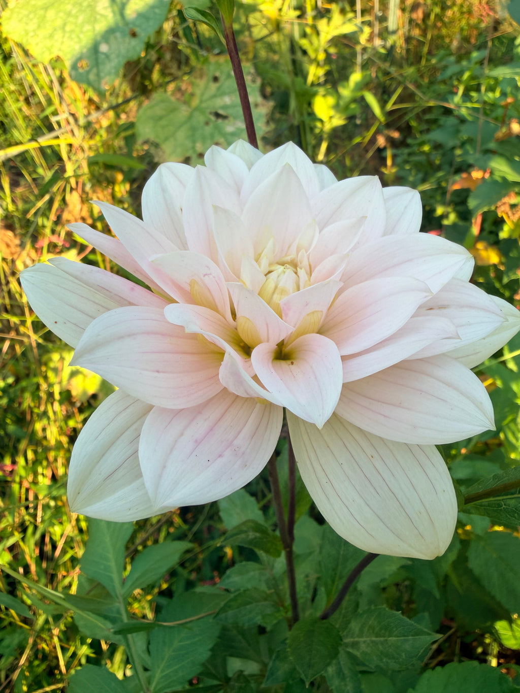Skeena Eve Dahlia Tuber