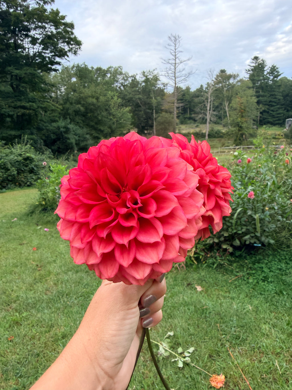 Lee's Brick House Dahlia Tuber