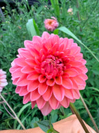 Lee's Zesty Peach Dahlia Tuber