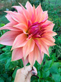 Carlos Watermelon Dahlia Tuber