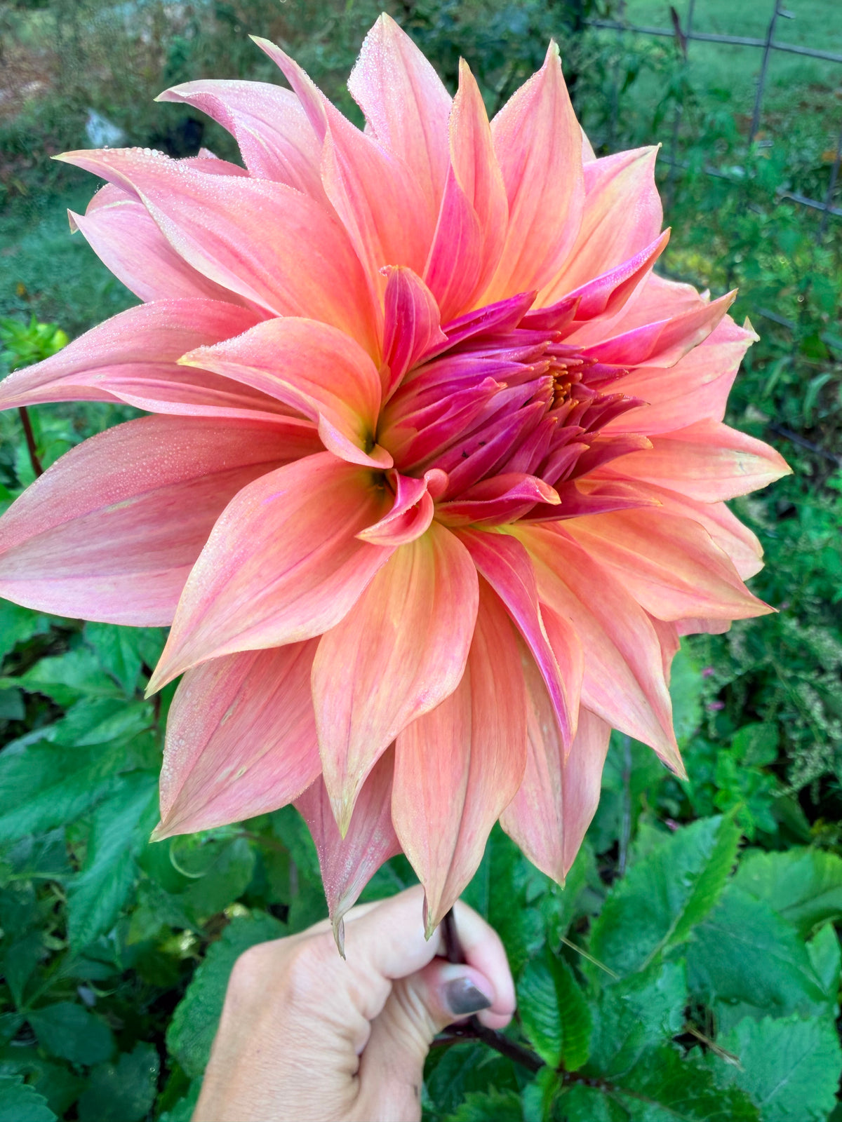 Carlos Watermelon Dahlia Tuber