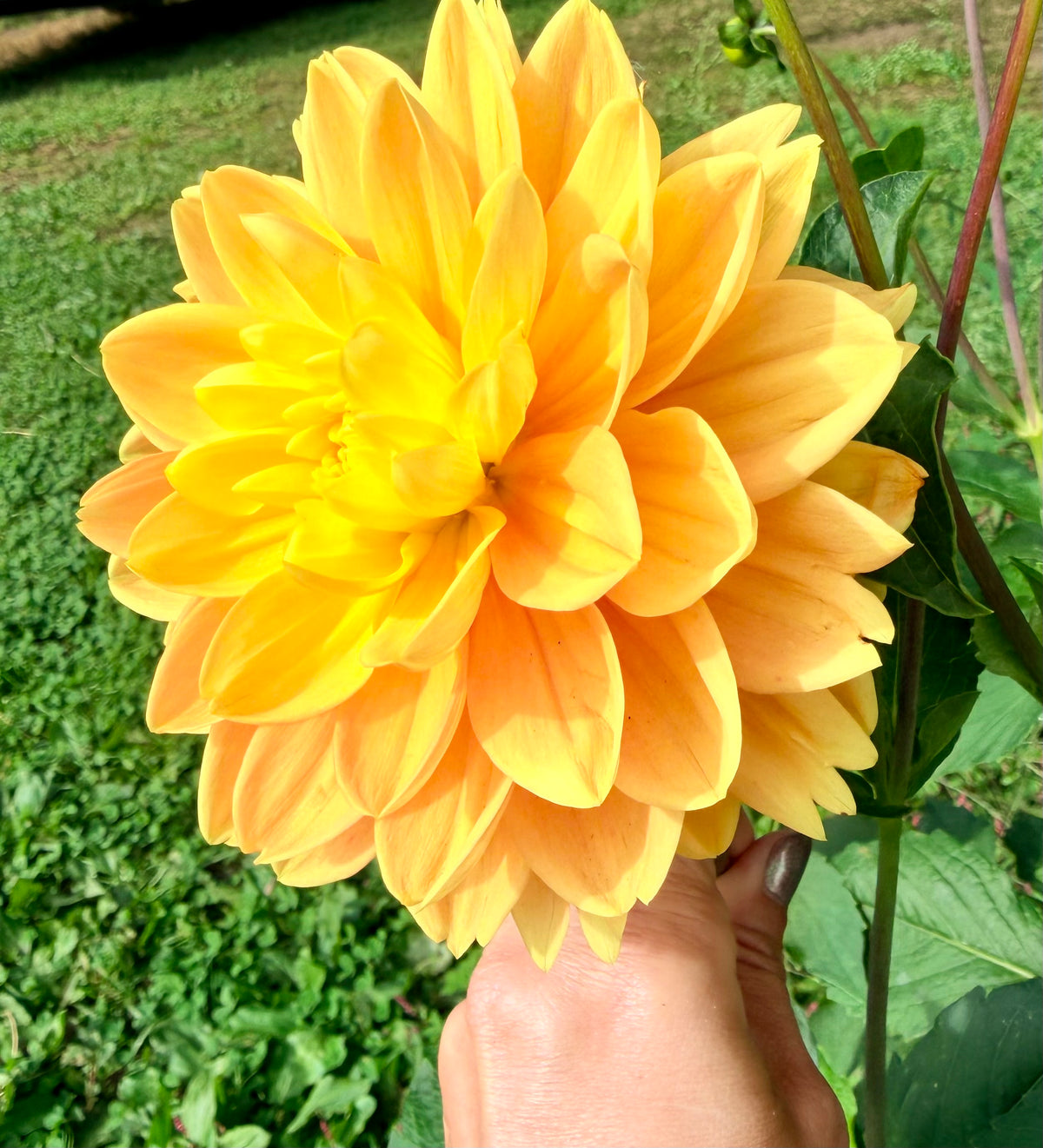 Aladdin's Lamp Dahlia Tuber