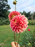 Coral Isle Dahlia Tuber 🇦🇺