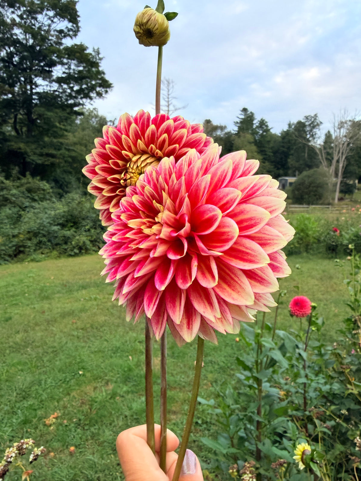 Coral Isle Dahlia Tuber 🇦🇺