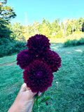 Ferncliff Black Cherry Dahlia Tuber