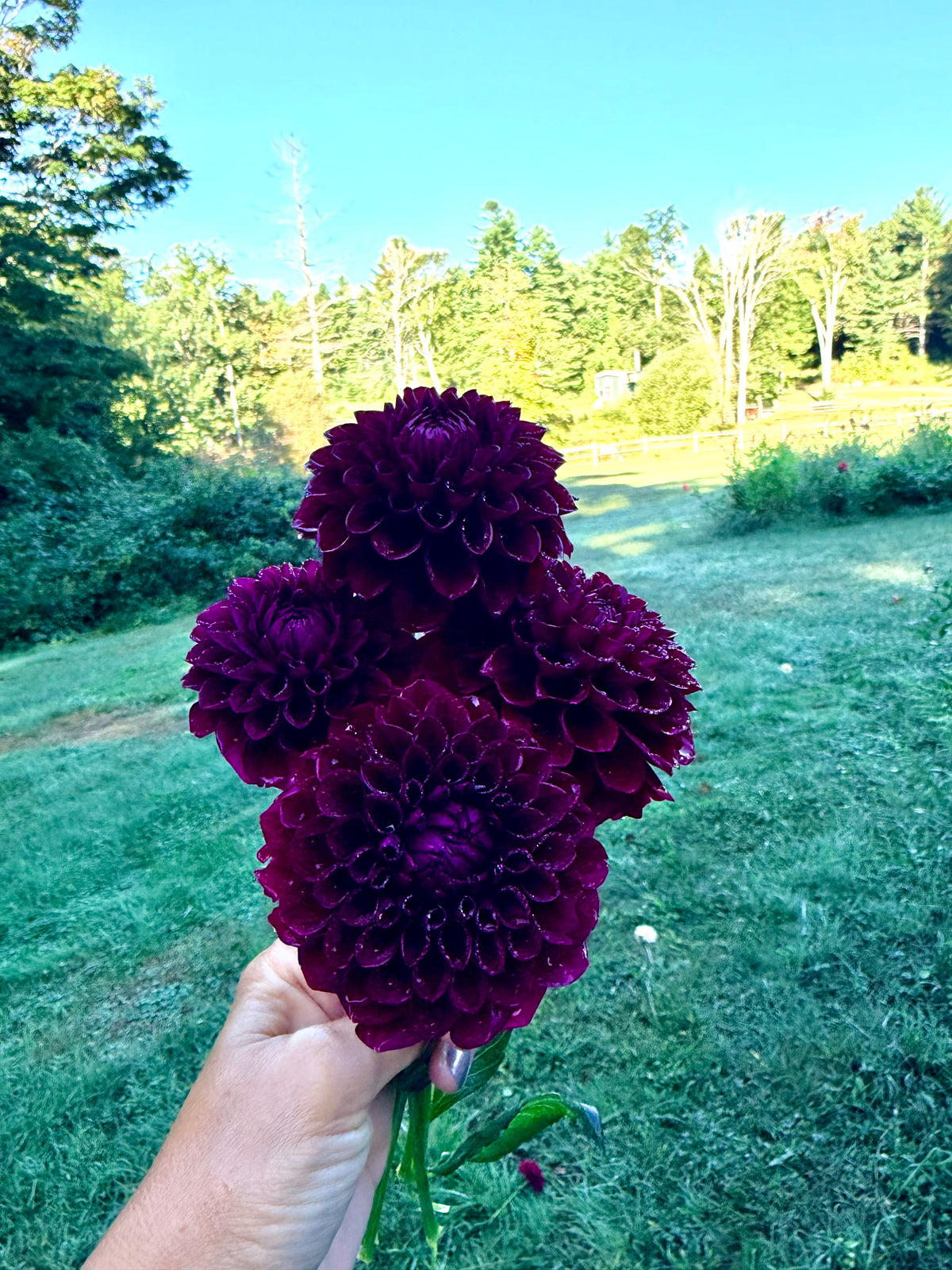 Ferncliff Black Cherry Dahlia Tuber