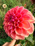 Lee's Morgan le Fey Dahlia Tuber