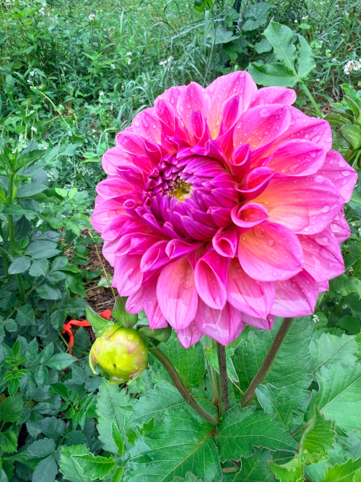 RM Berry Kiss Dahlia Tuber
