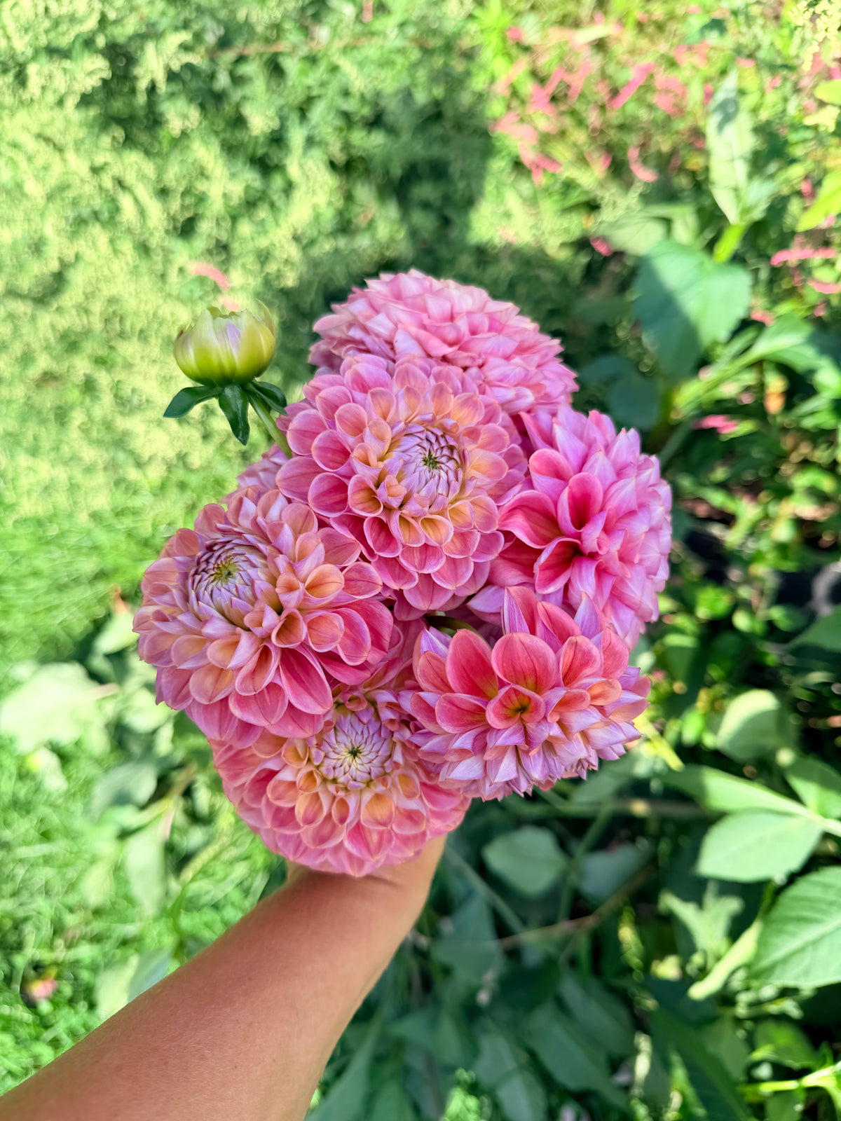 Dorset Rose Dahlia Tuber