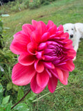 Bowser Tash Dahlia Tuber