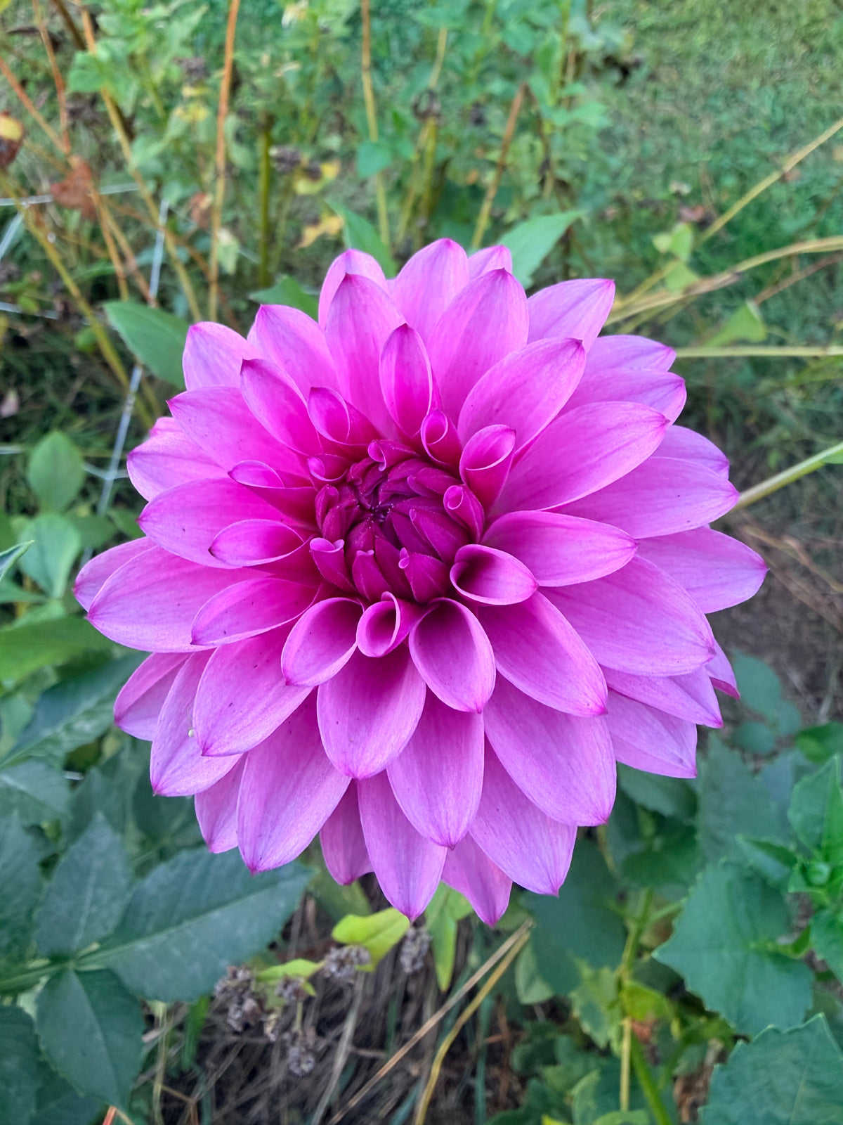 KA's Dinah Flo Dahlia Tuber