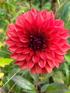 Danique Dahlia Tuber