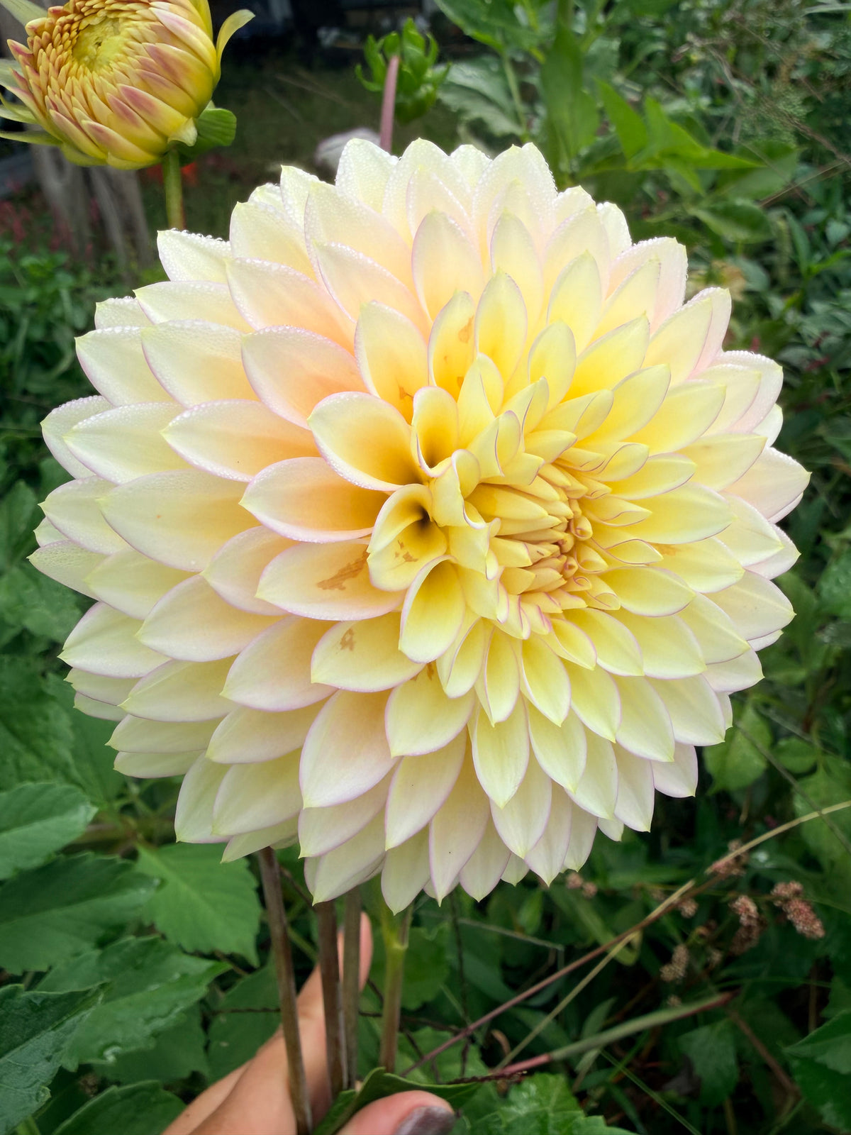 Bloomquist Blush Dahlia Tuber