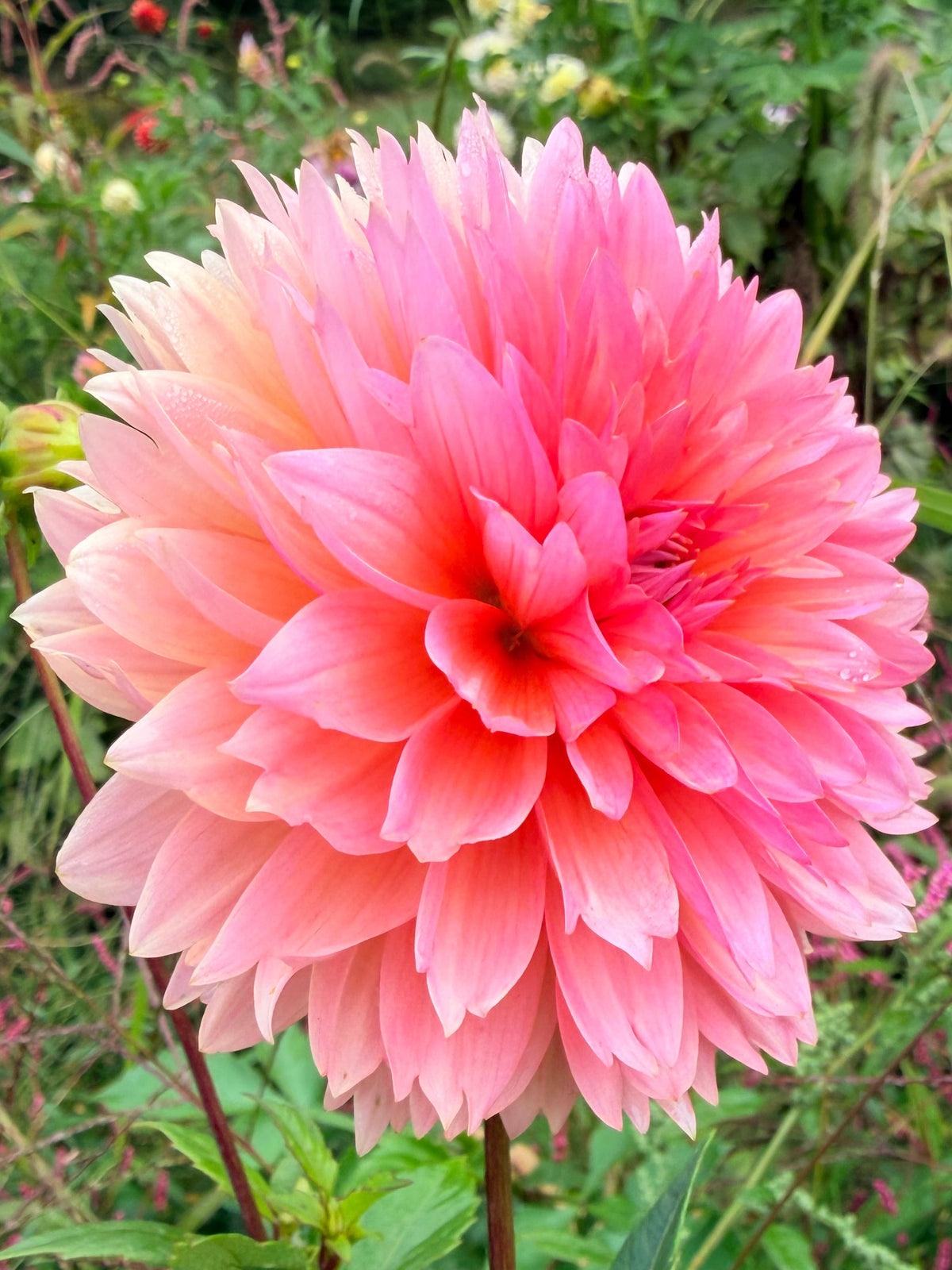 Lee's Canella Fizz Dahlia Tuber