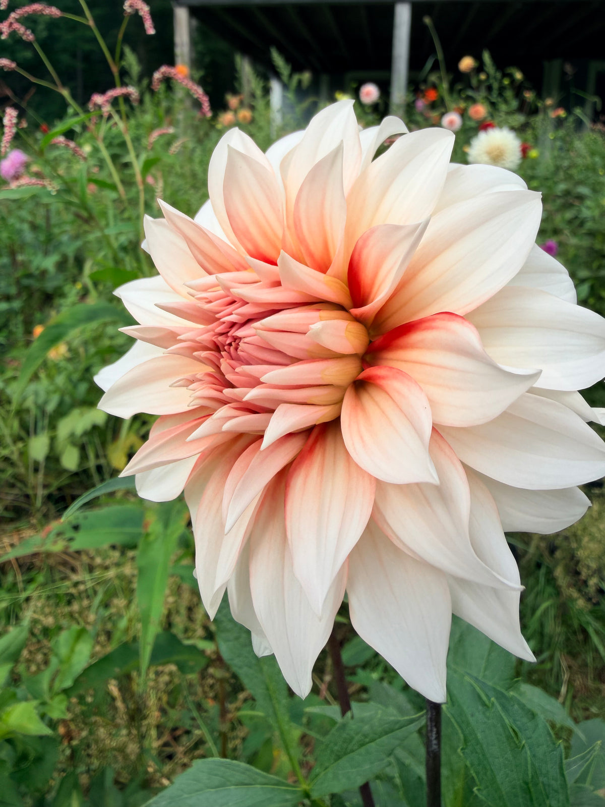 LA LA LA Dahlia Tuber