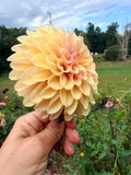 KA's Rhubarb Dahlia Tuber