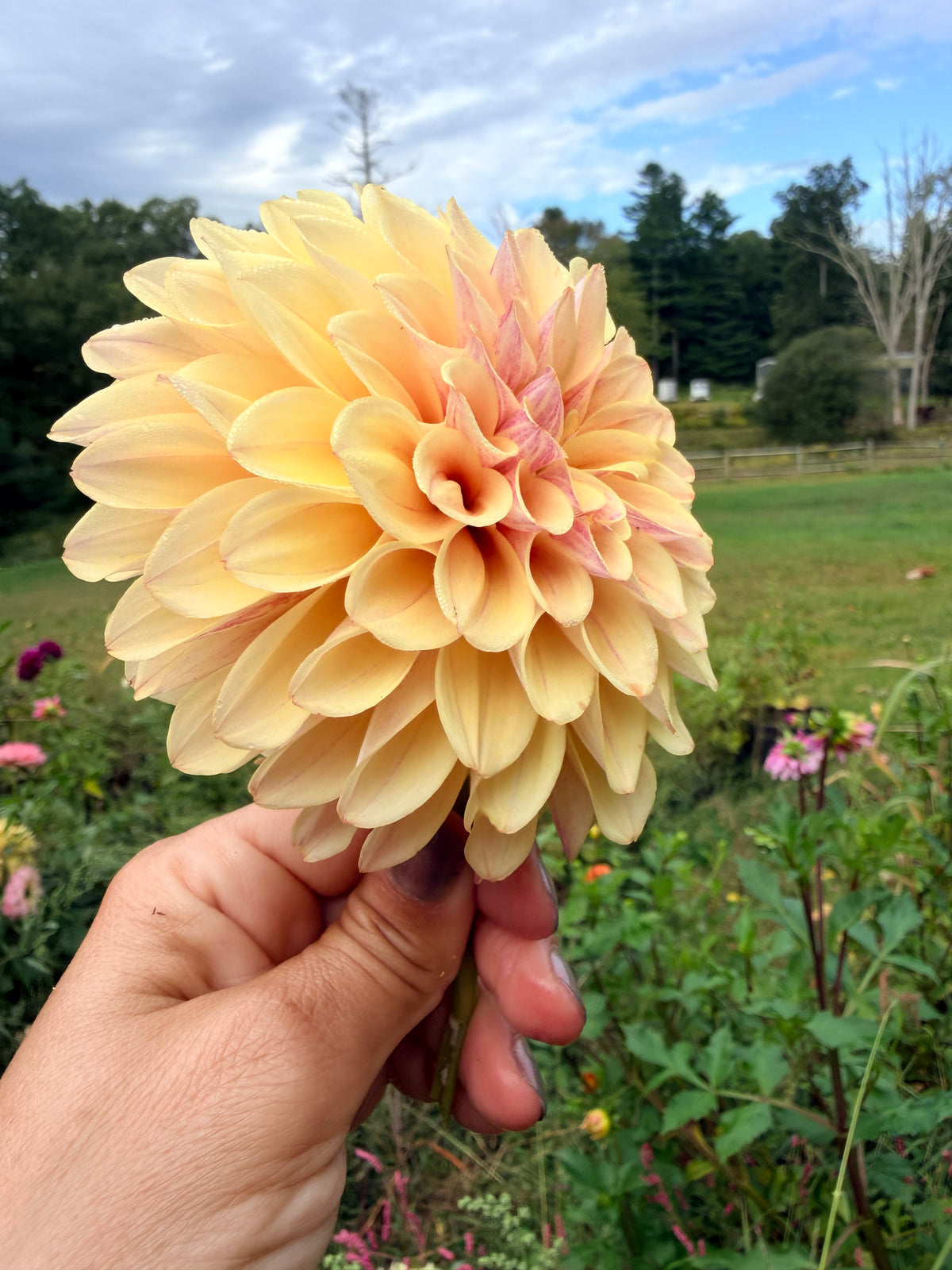 KA's Rhubarb Dahlia Tuber
