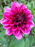 Aspasia Dahlia Tuber