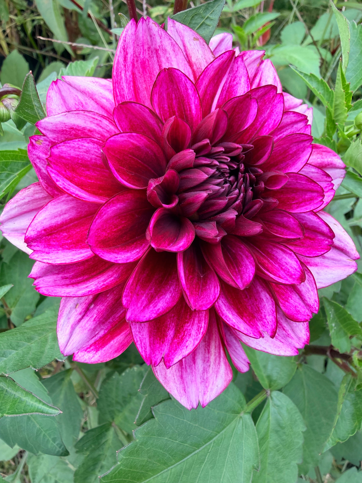 Aspasia Dahlia Tuber