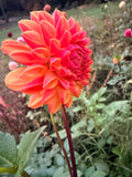 Chapeau Bas Dahlia Tuber