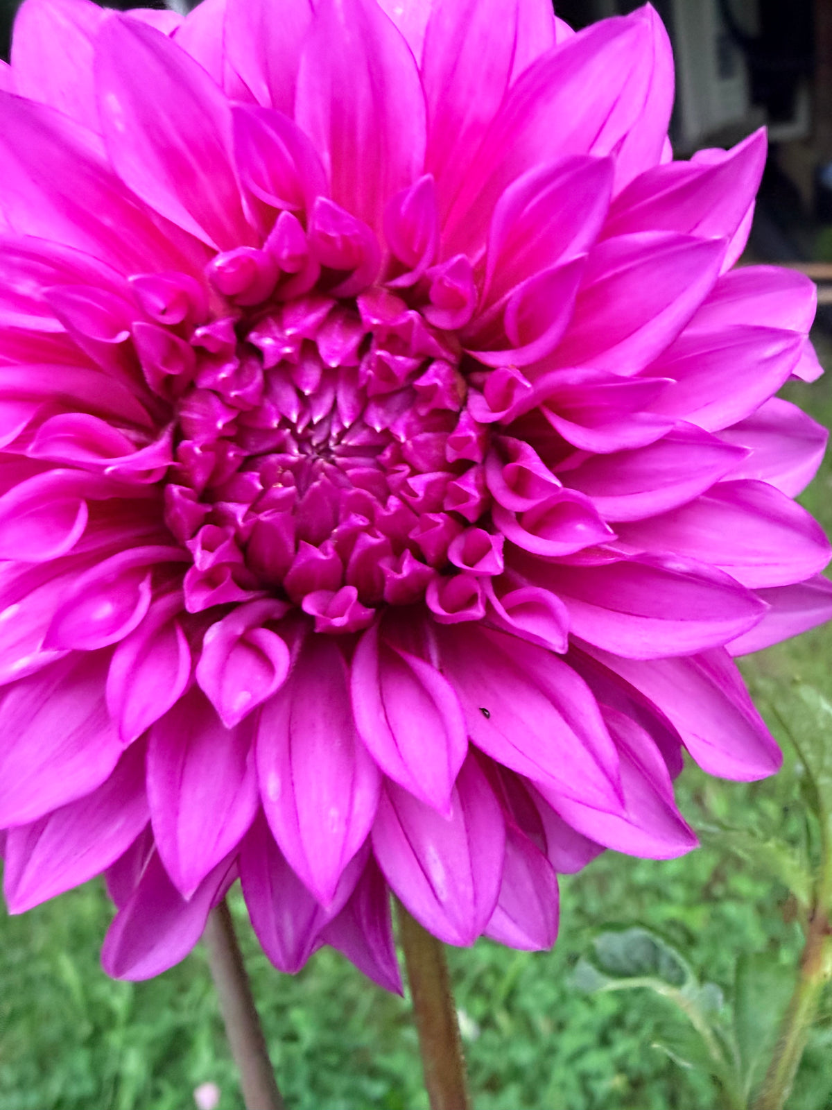 Bloomquist Pinwheel Dahlia Tuber