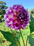 ALOA Jeu de Couleurs Dahlia Tuber