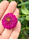 Willo's Violet Dahlia Tuber 🇦🇺
