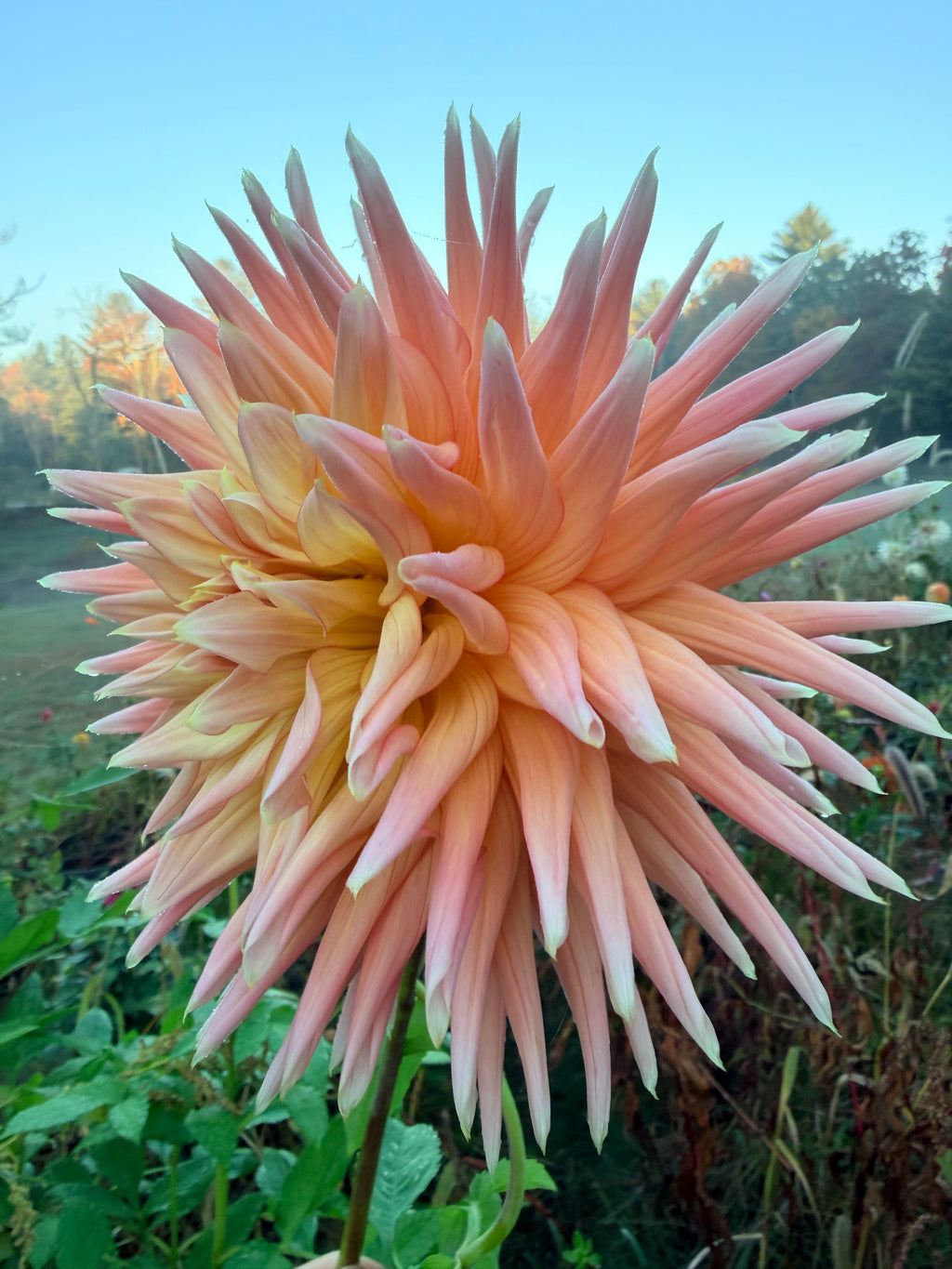 Hollyhill Finlandia Dahlia Tuber