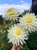 Clearview Sarah Dahlia Tuber