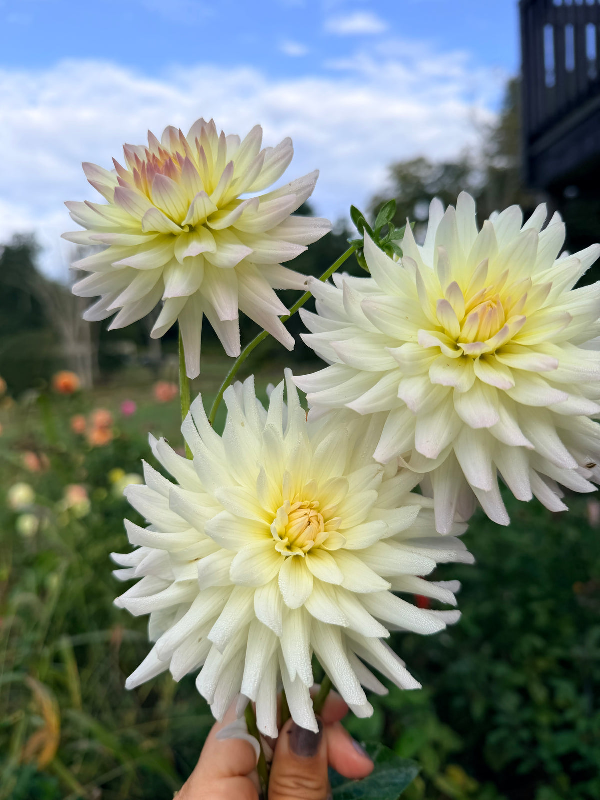 Clearview Sarah Dahlia Tuber