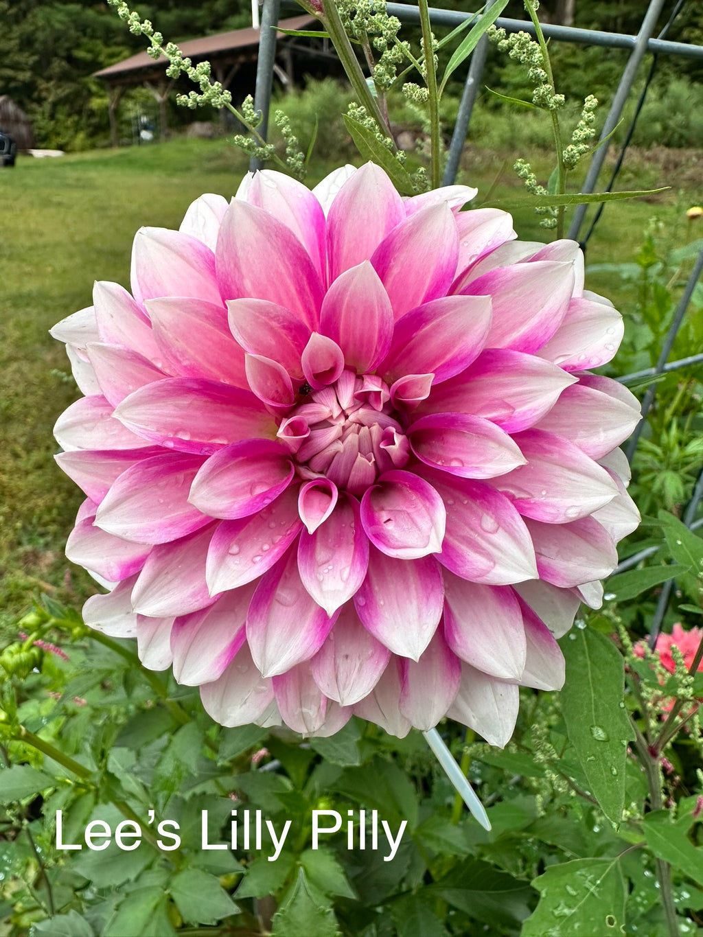 Lee's Lilly Pilly Dahlia Tuber