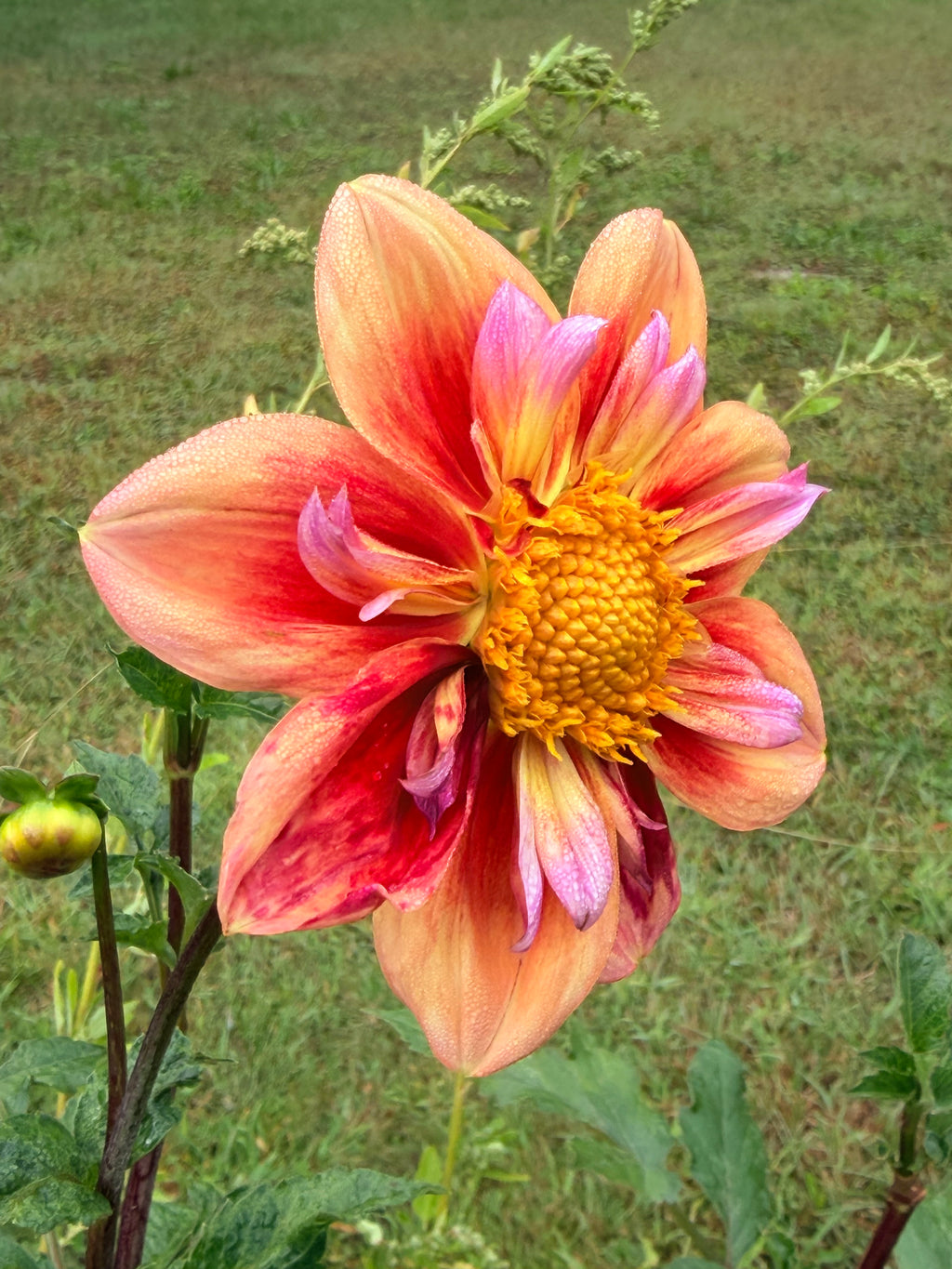 Orange Hype Dahlia Pot Tuber