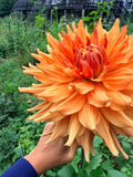 Wyn's Farmer Walt Dahlia Tuber
