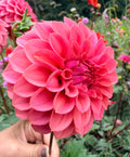 KA's Keltie Cherry Dahlia Tuber