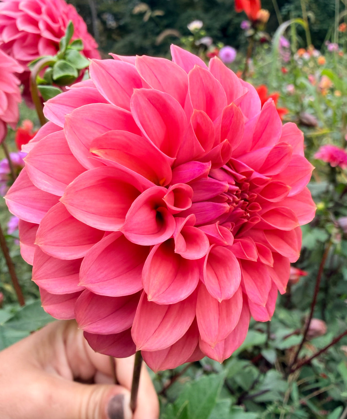 KA's Keltie Cherry Dahlia Tuber