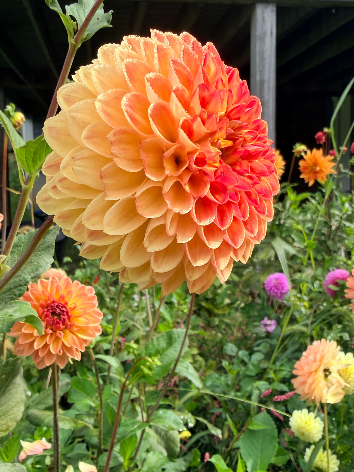 Moderato Dahlia Tuber