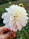 KA's Rose Quartz Dahlia Tuber