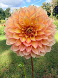 KA's Aloha Dahlia Tuber