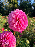 GC Pink Lemonade Dahlia Tuber