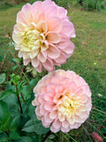 Levi's Revenant Dahlia Tuber
