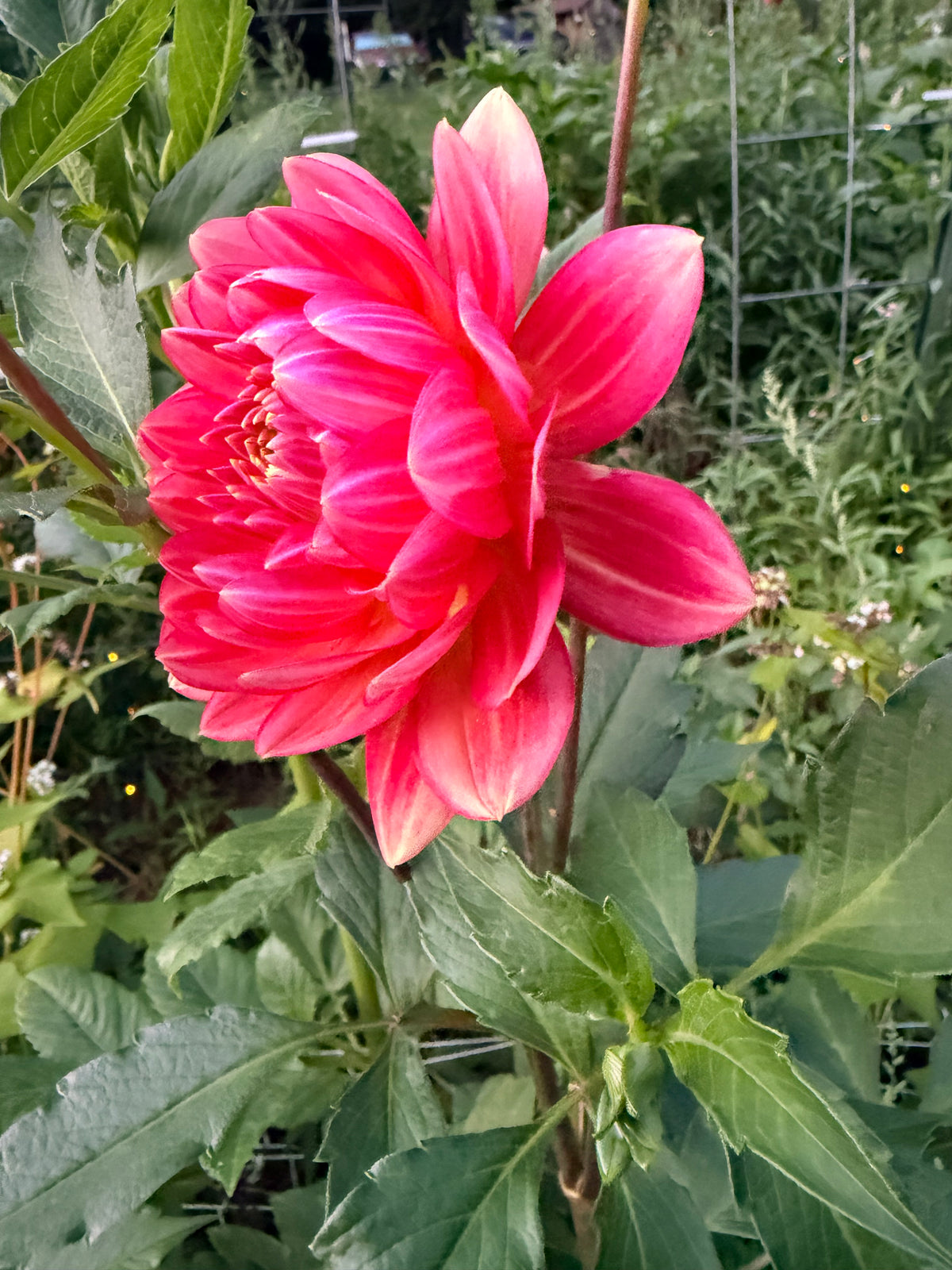 Lee's Scarlet Macaw Dahlia Tuber