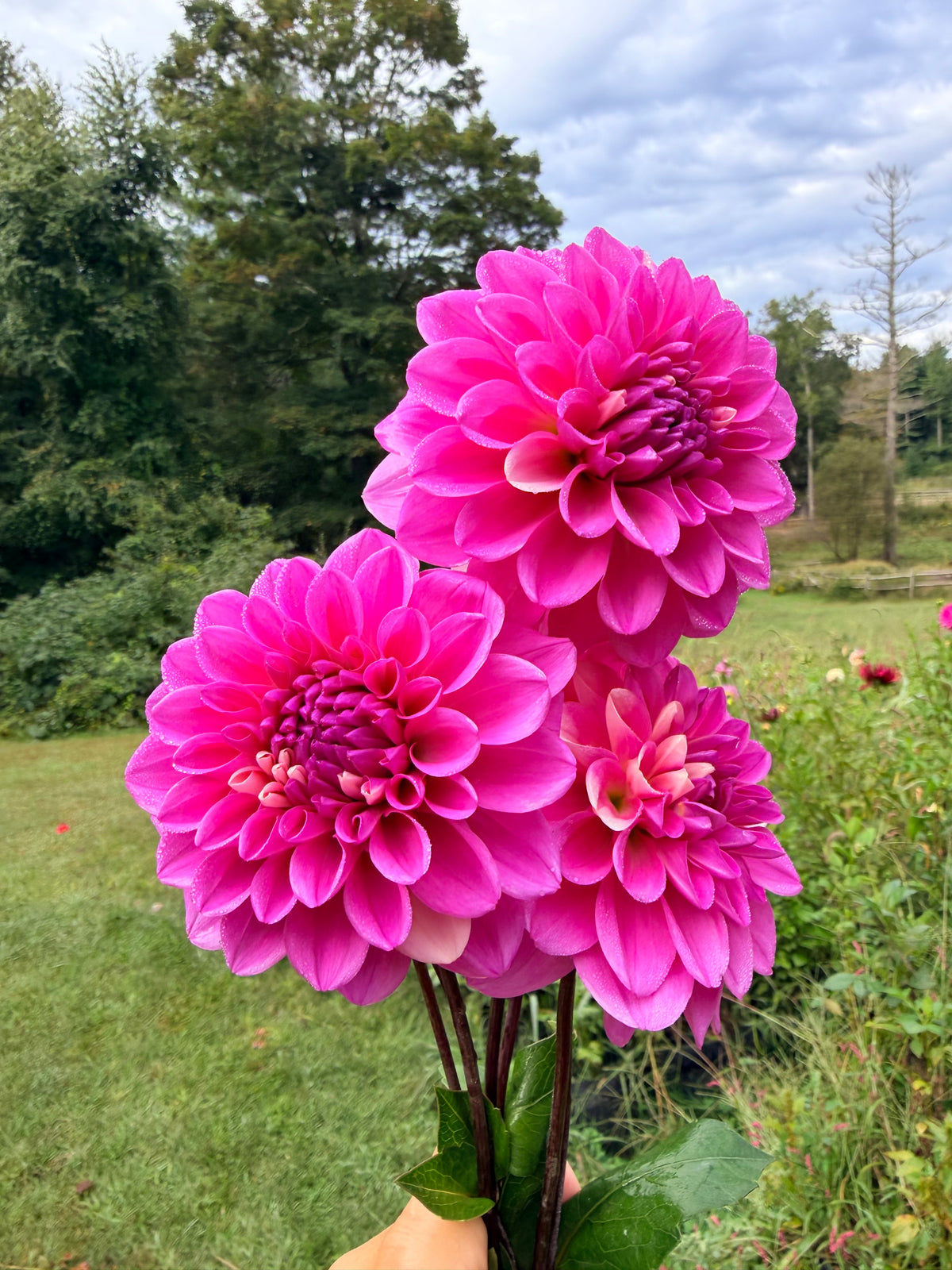 Bowser Denyse Dahlia Tuber