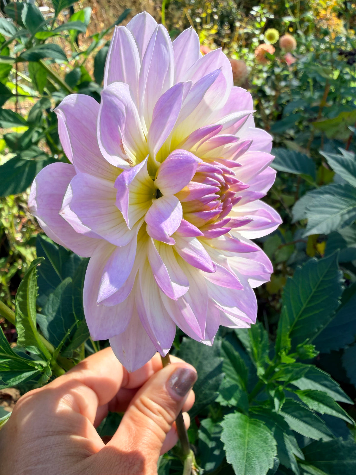 Hollyhill Lilibet Dahlia Tuber