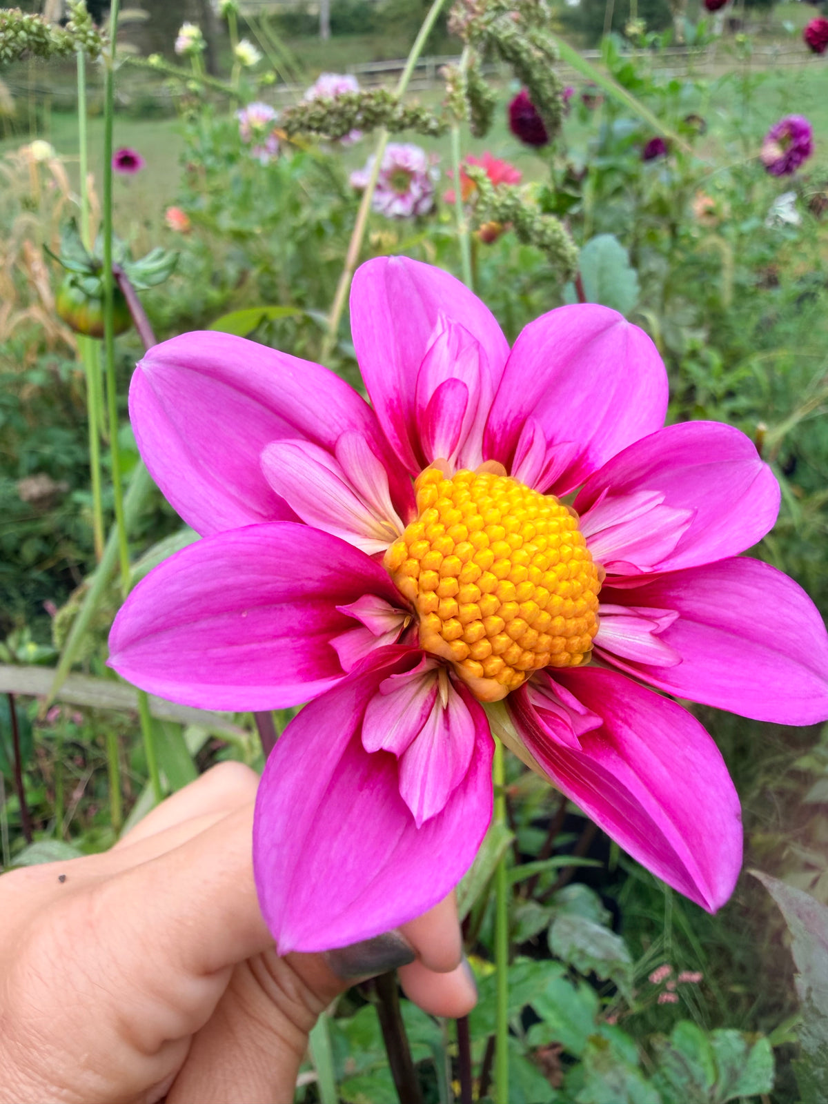 KLD Rosé Dahlia Tuber