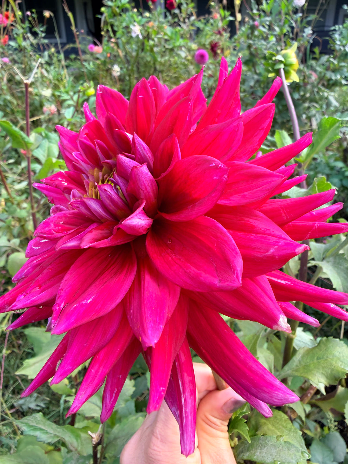 AC ATM Dahlia Tuber